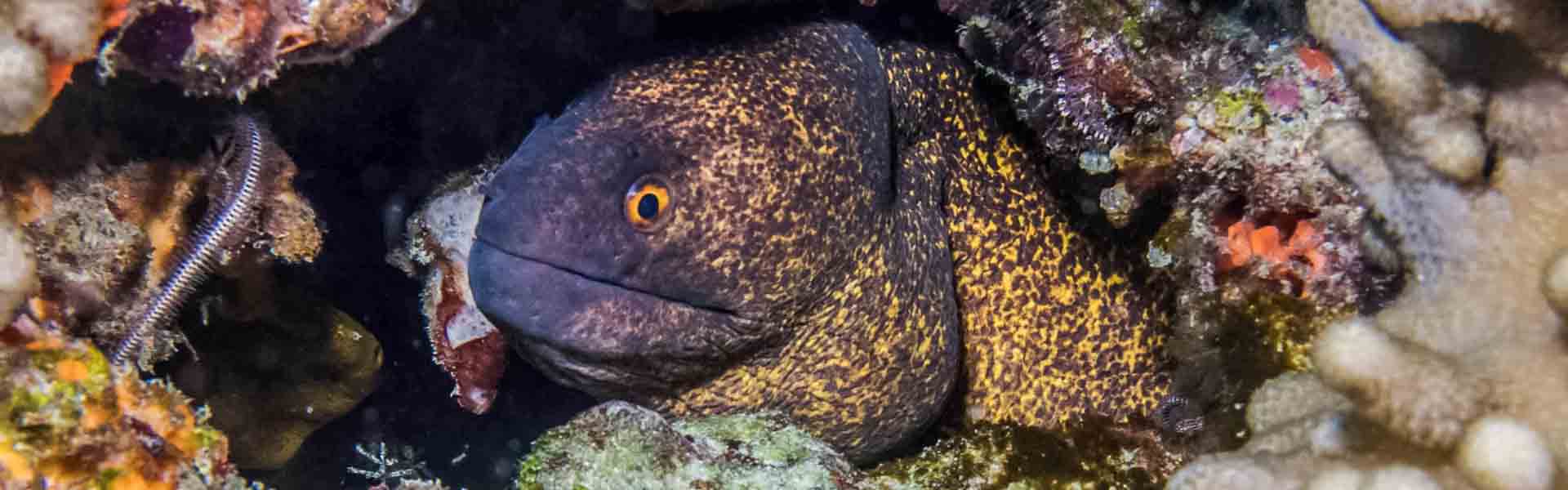 The Yellowmargin Moray